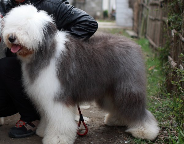 古代牧羊犬