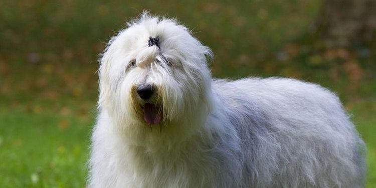 古代牧羊犬