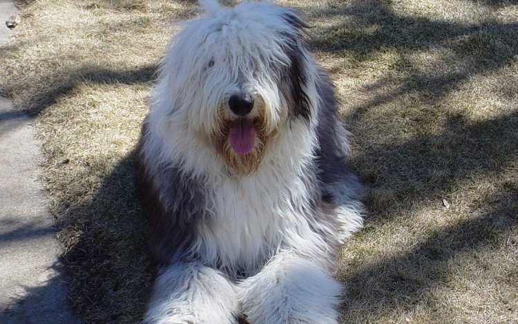 古代牧羊犬