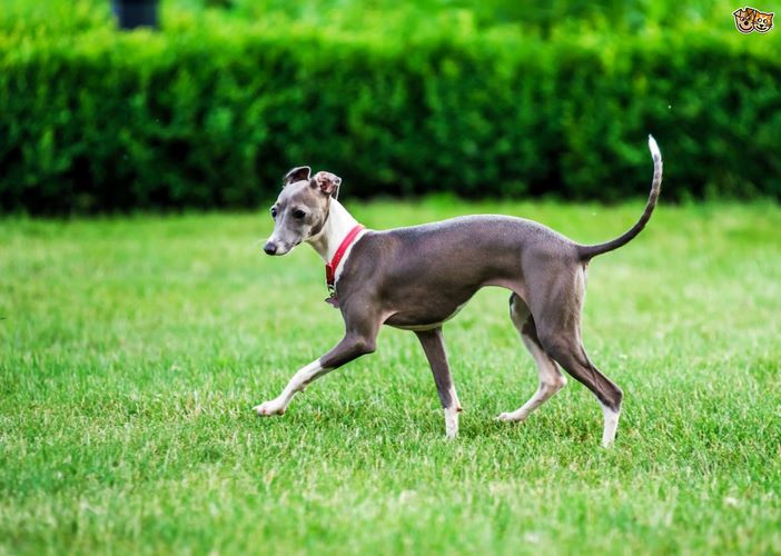 格力犬