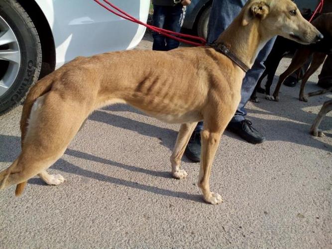 格力犬