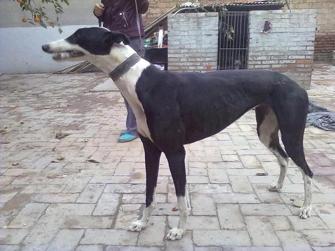 格力犬