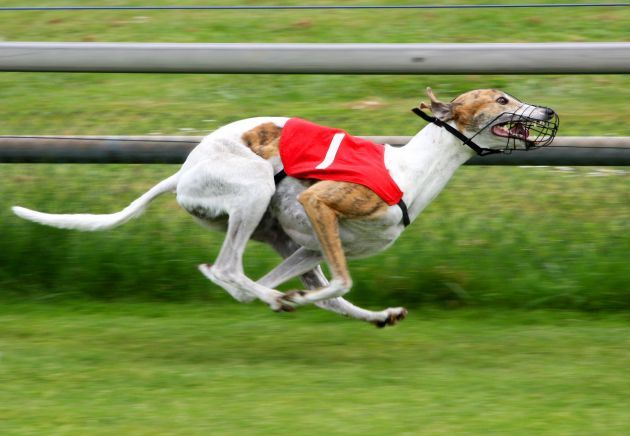 格力犬