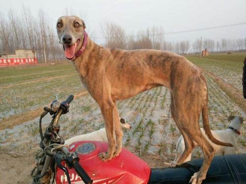 格力犬