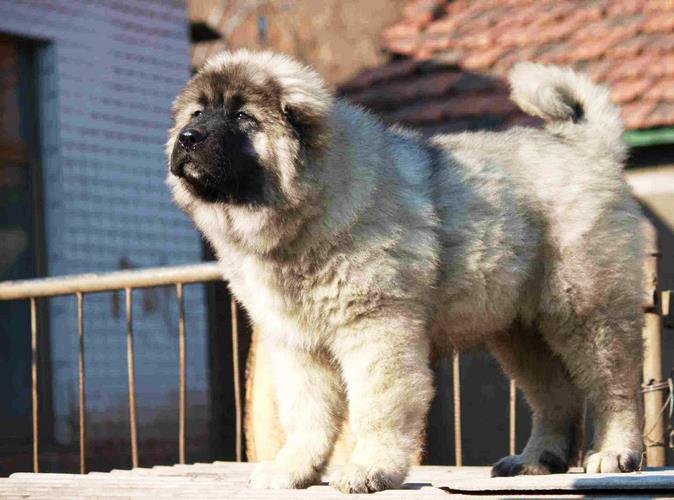 高加索犬