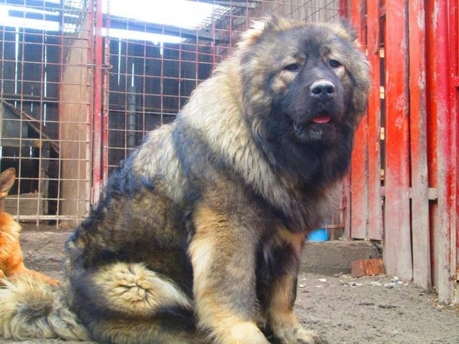 高加索犬
