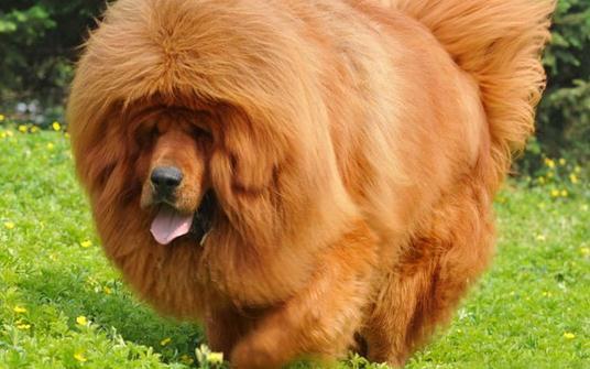 高加索犬