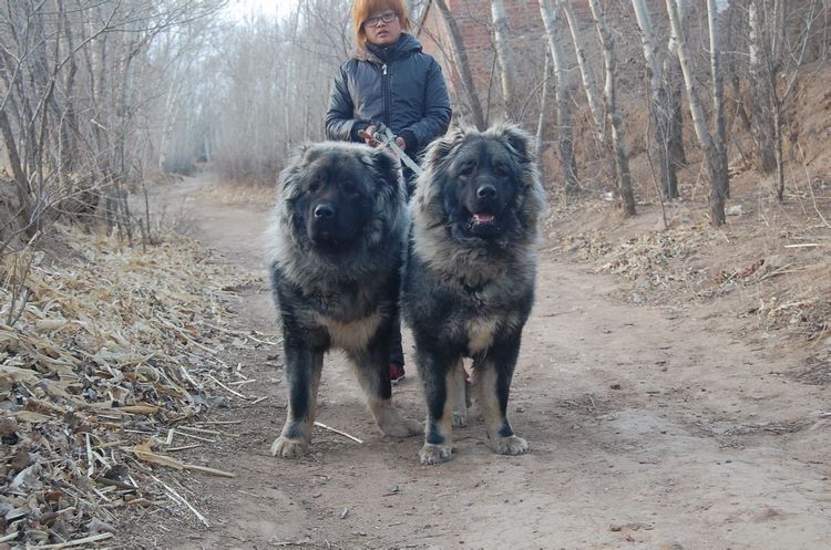 高加索犬