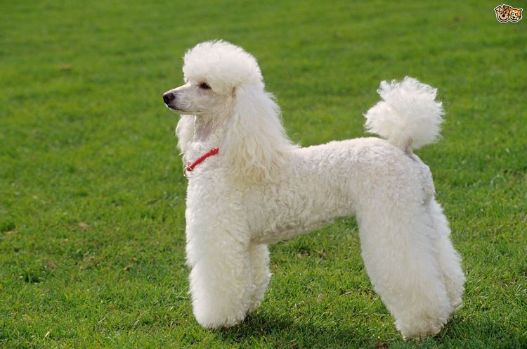 贵宾犬