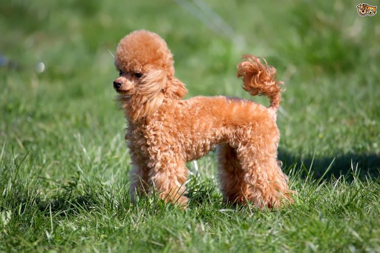 贵宾犬