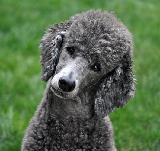 贵宾犬