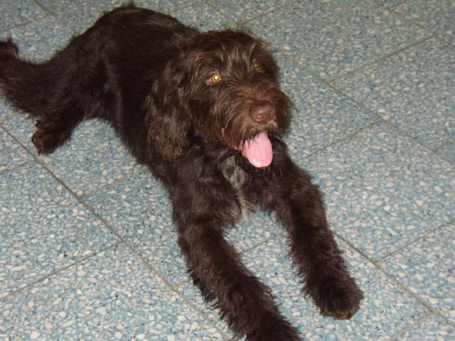 刚毛指示格里芬犬