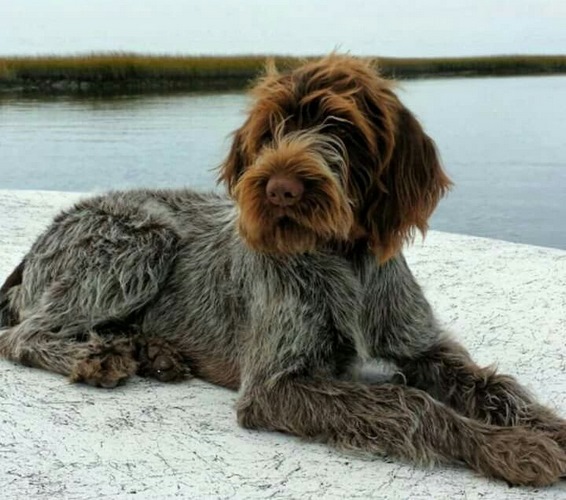 刚毛指示格里芬犬