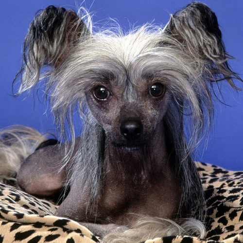 冠毛犬