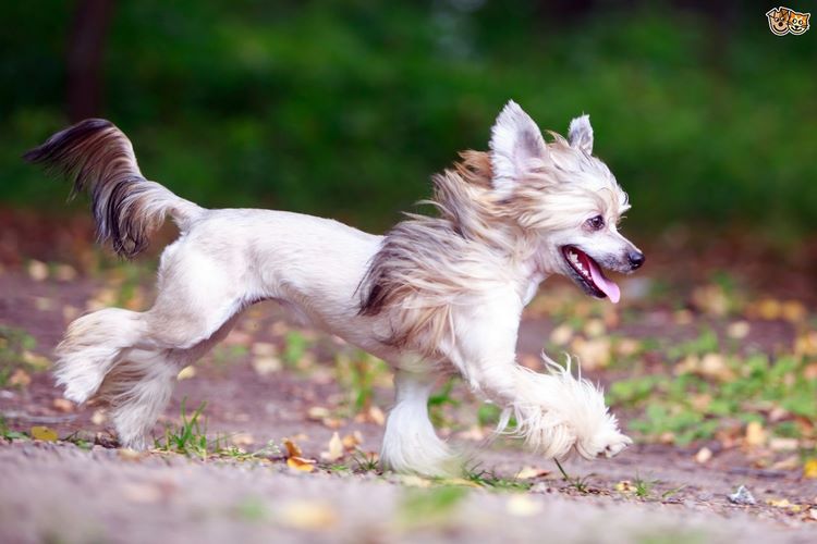 冠毛犬