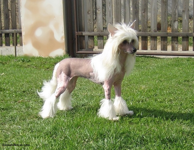 冠毛犬