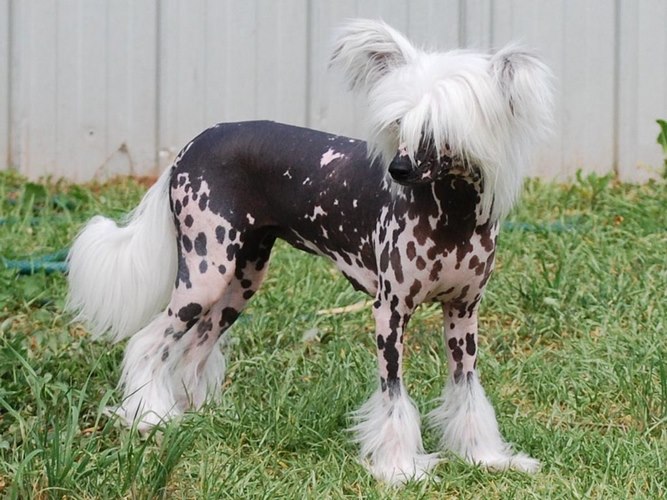 冠毛犬
