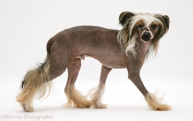 冠毛犬