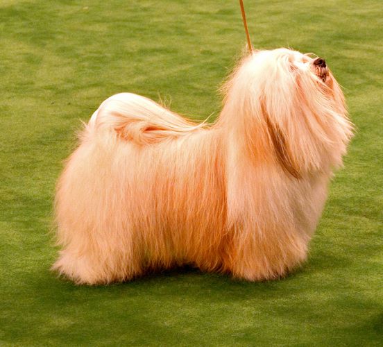 哈瓦那犬