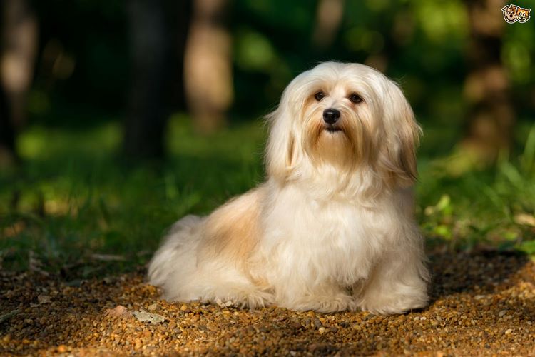 哈瓦那犬