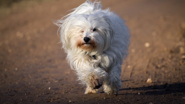 哈瓦那犬