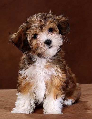 哈瓦那犬