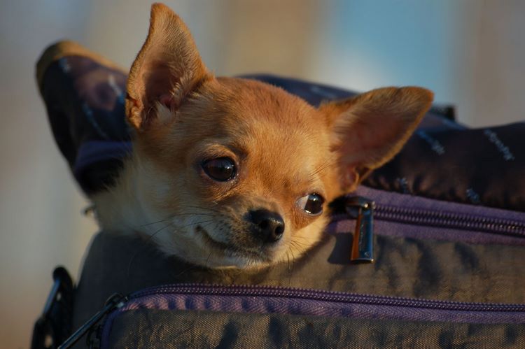 狐狸犬