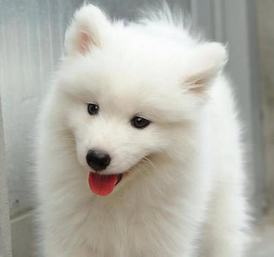 狐狸犬