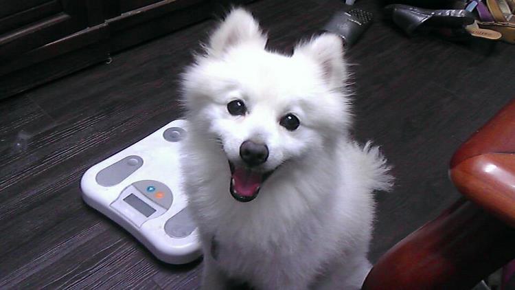 狐狸犬