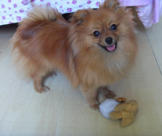 狐狸犬