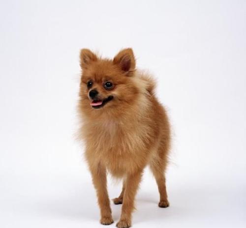 狐狸犬