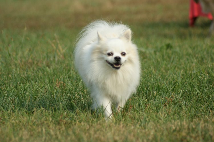 狐狸犬