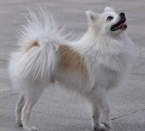 狐狸犬