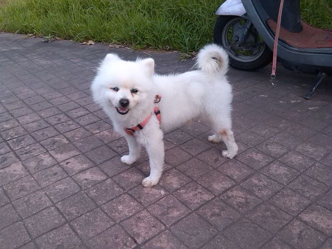 狐狸犬