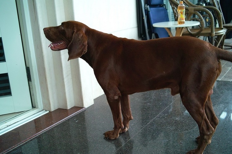 红骨猎浣熊犬