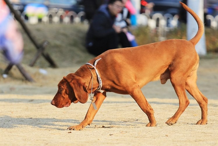 红骨猎浣熊犬