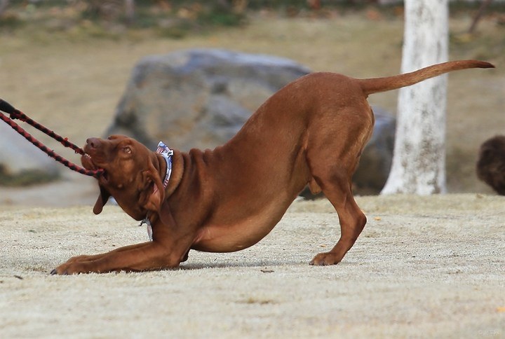 红骨猎浣熊犬