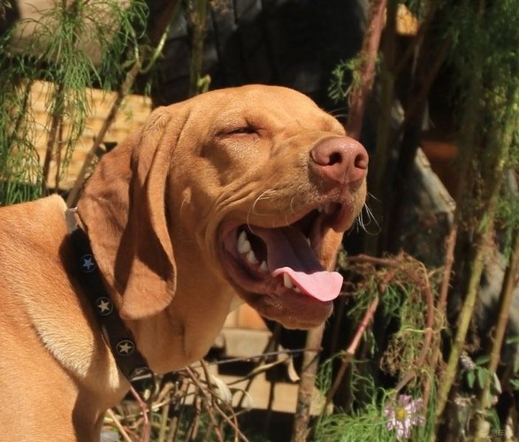 红骨猎浣熊犬