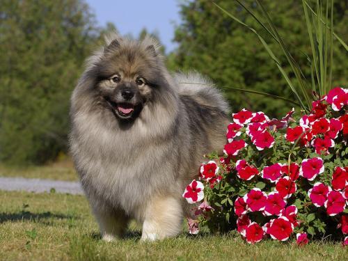 荷兰毛狮犬