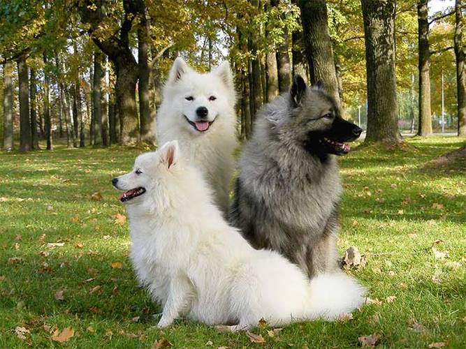 荷兰毛狮犬