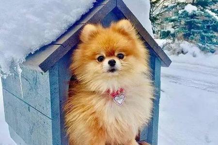 荷兰毛狮犬