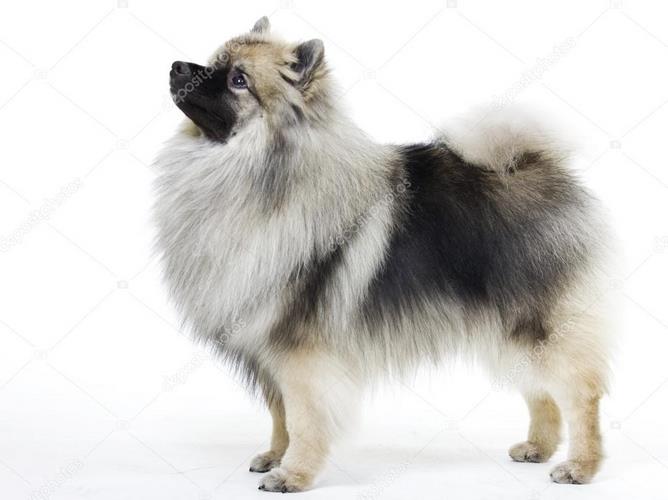 荷兰毛狮犬