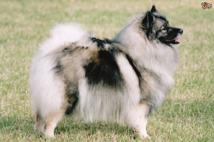 荷兰毛狮犬