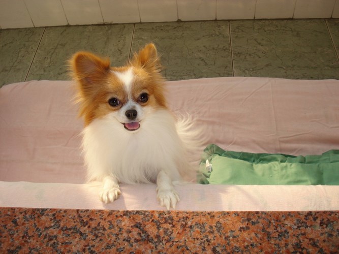 蝴蝶犬