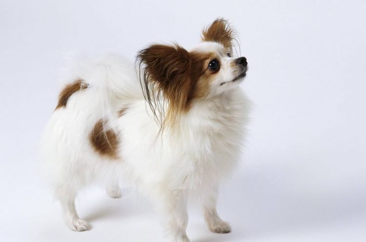 蝴蝶犬