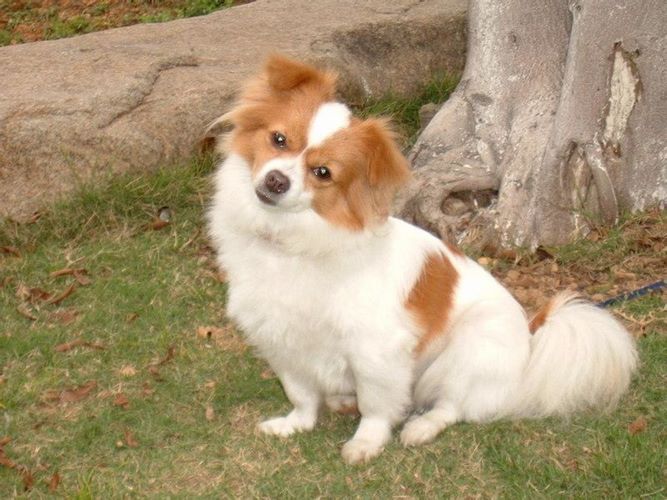 蝴蝶犬