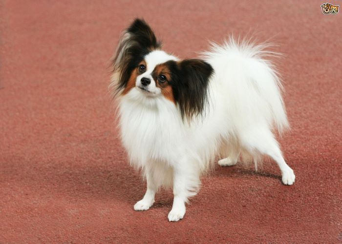 蝴蝶犬