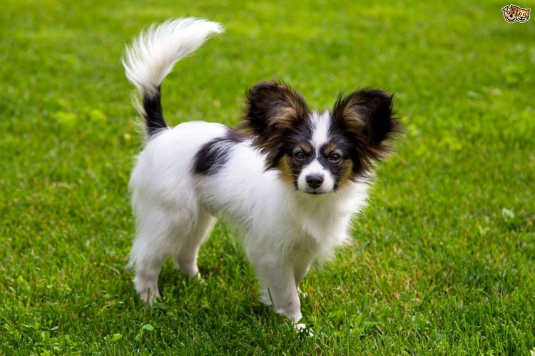 蝴蝶犬