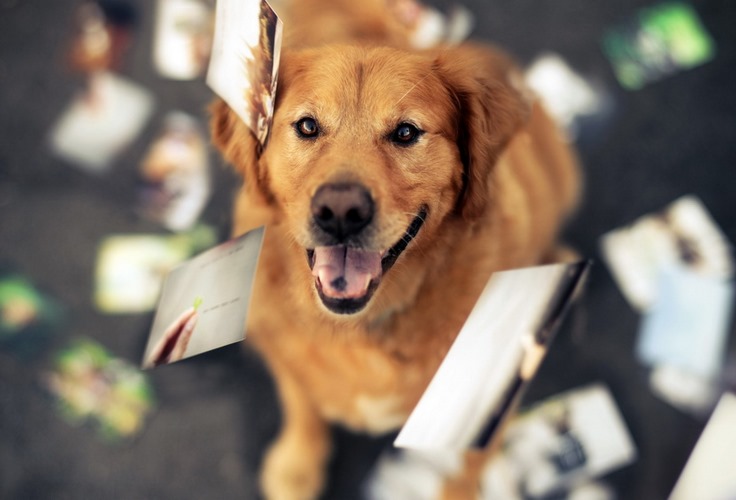 黄金猎犬