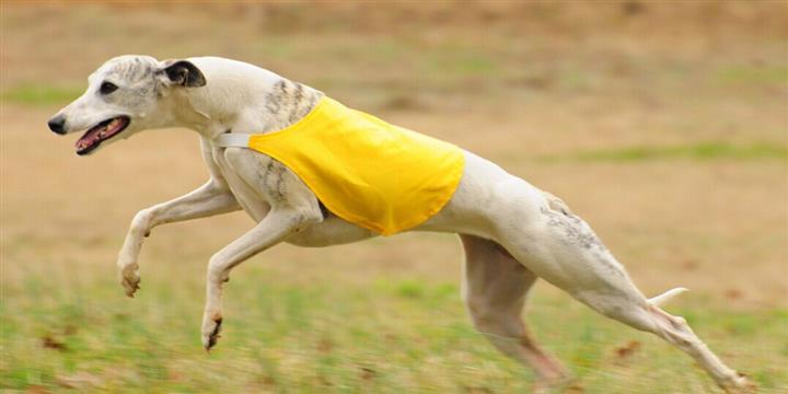 惠比特犬